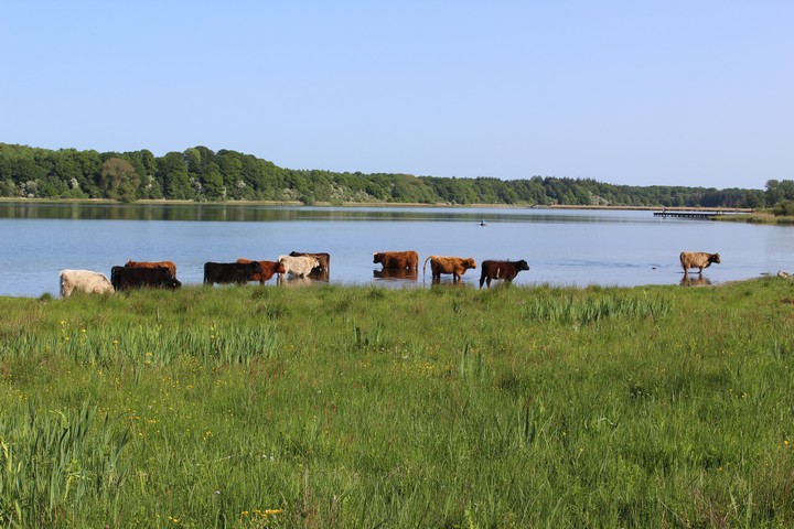 Zottelige Hochlandrinder genießen das kühlende Wasser vom Haddebyer Noor. Der Binnensee ist via zwei Abläufe mit der Schlei verbunden