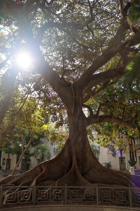 Ein stattlicher Kapokbaum auf der Plaza de Mina mitten in der Altstadt von Cádiz
