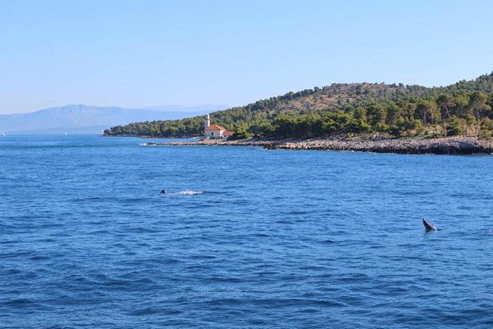 In der Meeresenge zwischen den Adria-Inseln Brač und Šolta auf der Fahrt nach Trogir begleitet eine neugierige Gruppe von Delfinen die MS Amore