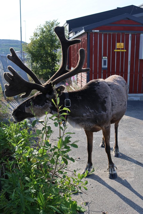 Rentiere in Kirkenes