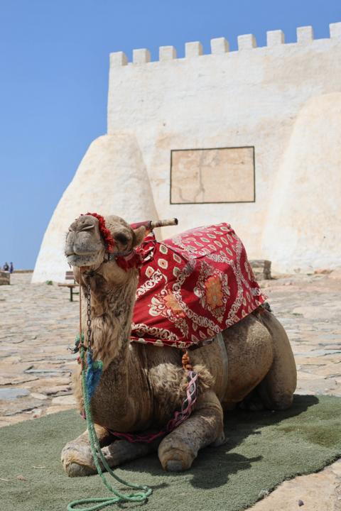 Unter der heißen Sonne ausruhend, wartet das geschmückte Kamel vor der alten Kasbah von Agadir auf zahlende Urlauber