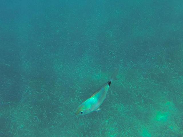 geniessen-reisen "Segel-Yacht-Reise durch die Gewässer Griechenlands Teil 1"