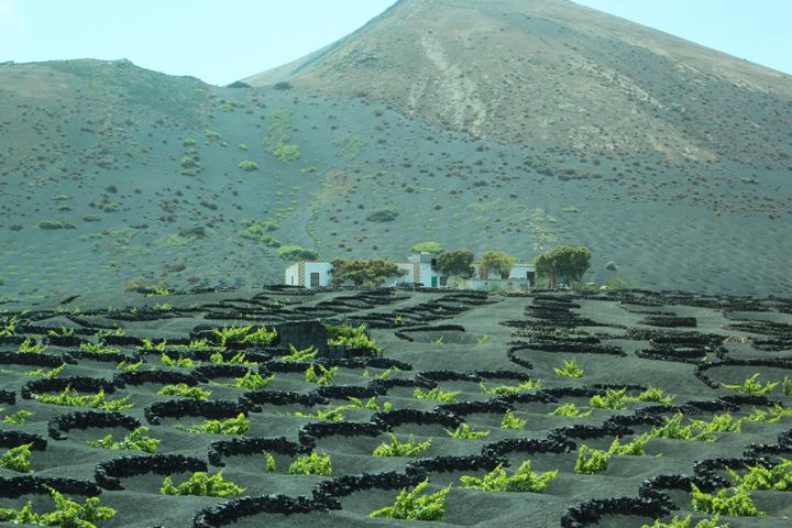 Weinanbau inmitten der kargen Lavalandschaft