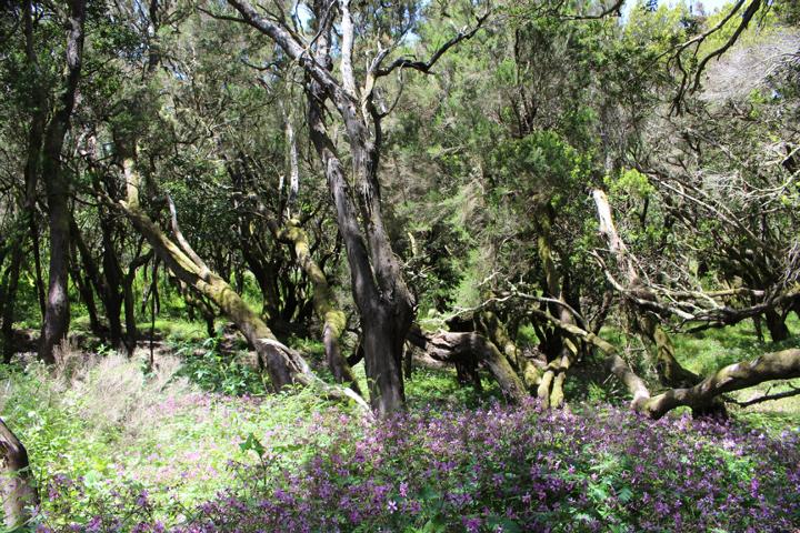 Nordwest-Zeitung "Mit
Expeditionsschiff zu den Kanaren"