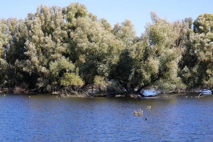 „Kopački rit“ ist ein Flutgebiet, dass an der Mündung des Flusses Drau in die Donau entstanden ist. Der Naturpark erstreckt sich auf 231 km² im Nordosten der Republik Kroatien