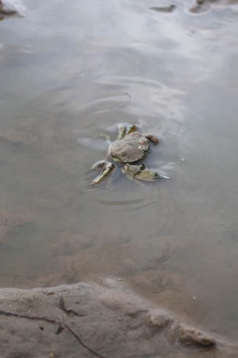 Während einer Wattwanderung finden sich immer wieder kleine Seetiere, wie beispielsweise Strandkrabben (Carcinus maenas)
