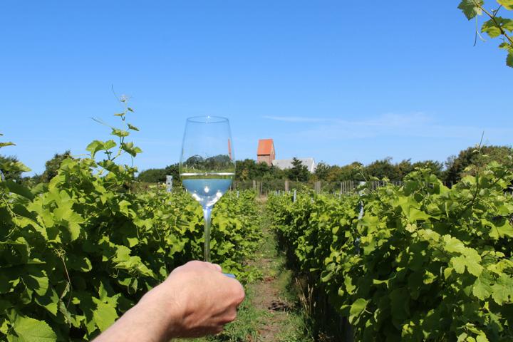 Auf einer Fläche von etwa 10 Hektar wird in unmittelbarer Nähe des 55° Breitengrades in Keitum auf Sylt Weinbau betrieben